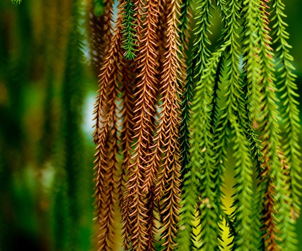 Зеленые колючки обои