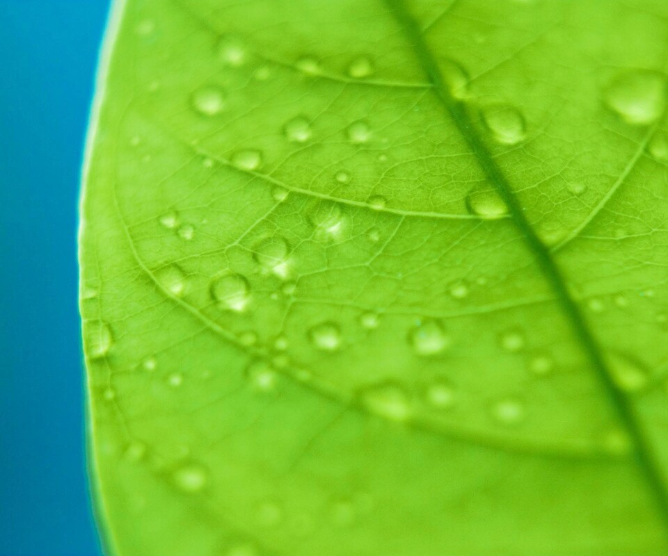 Зеленый листик в макро обои