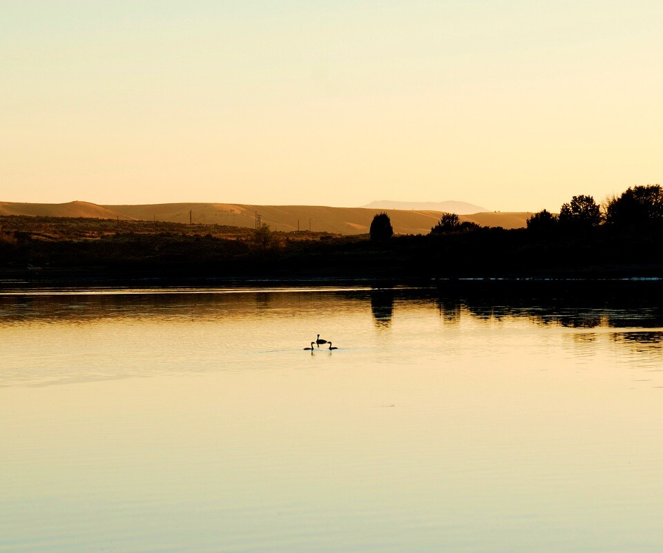 Утиное озеро обои