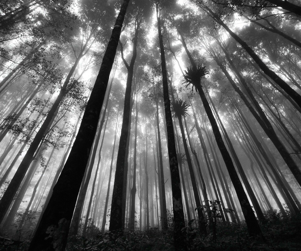 Джунгли обои