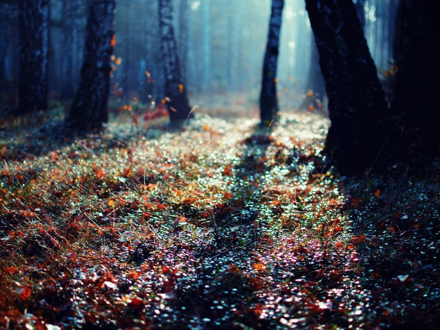 Лесная земля обои