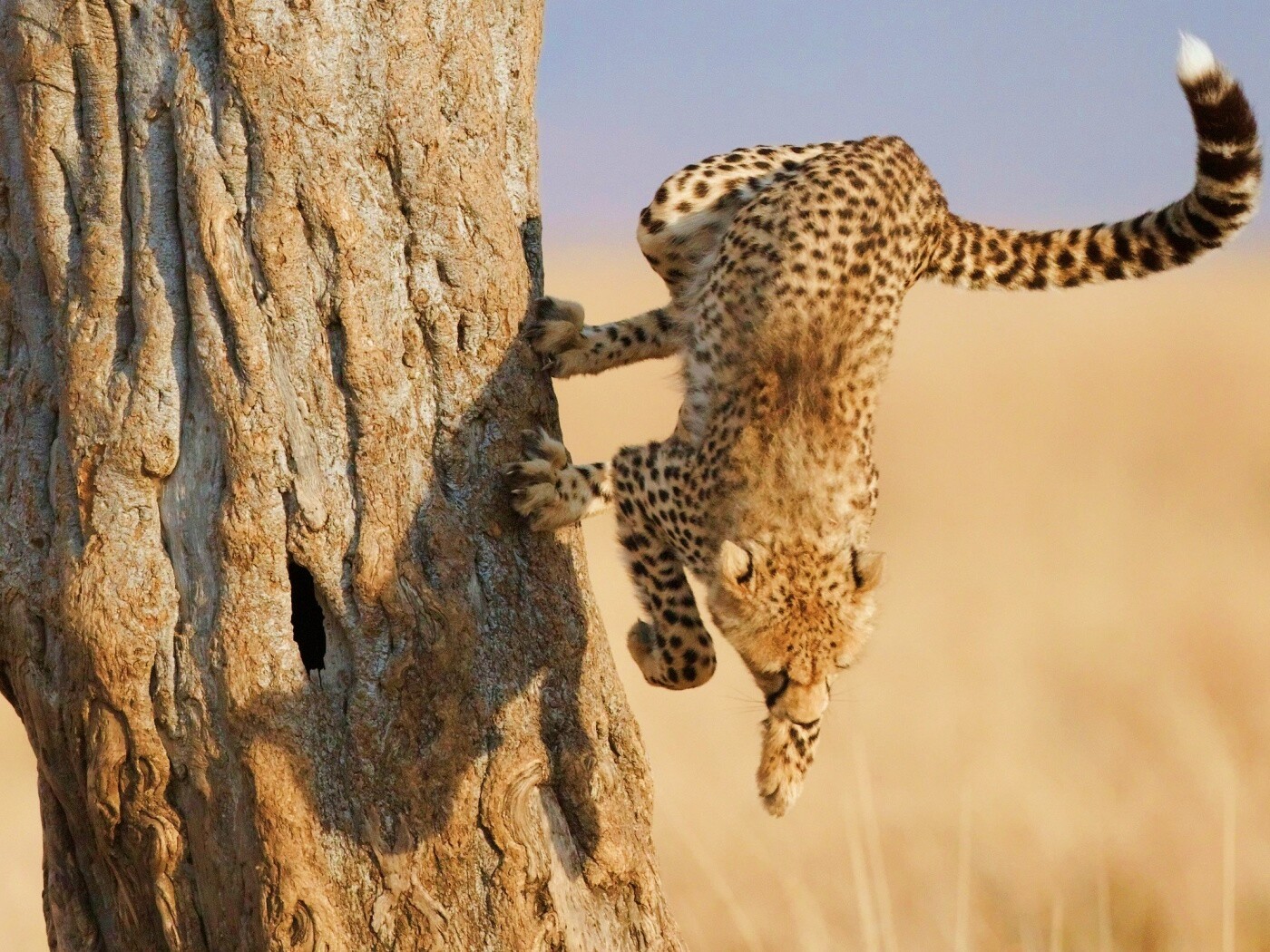 Скалолаз обои