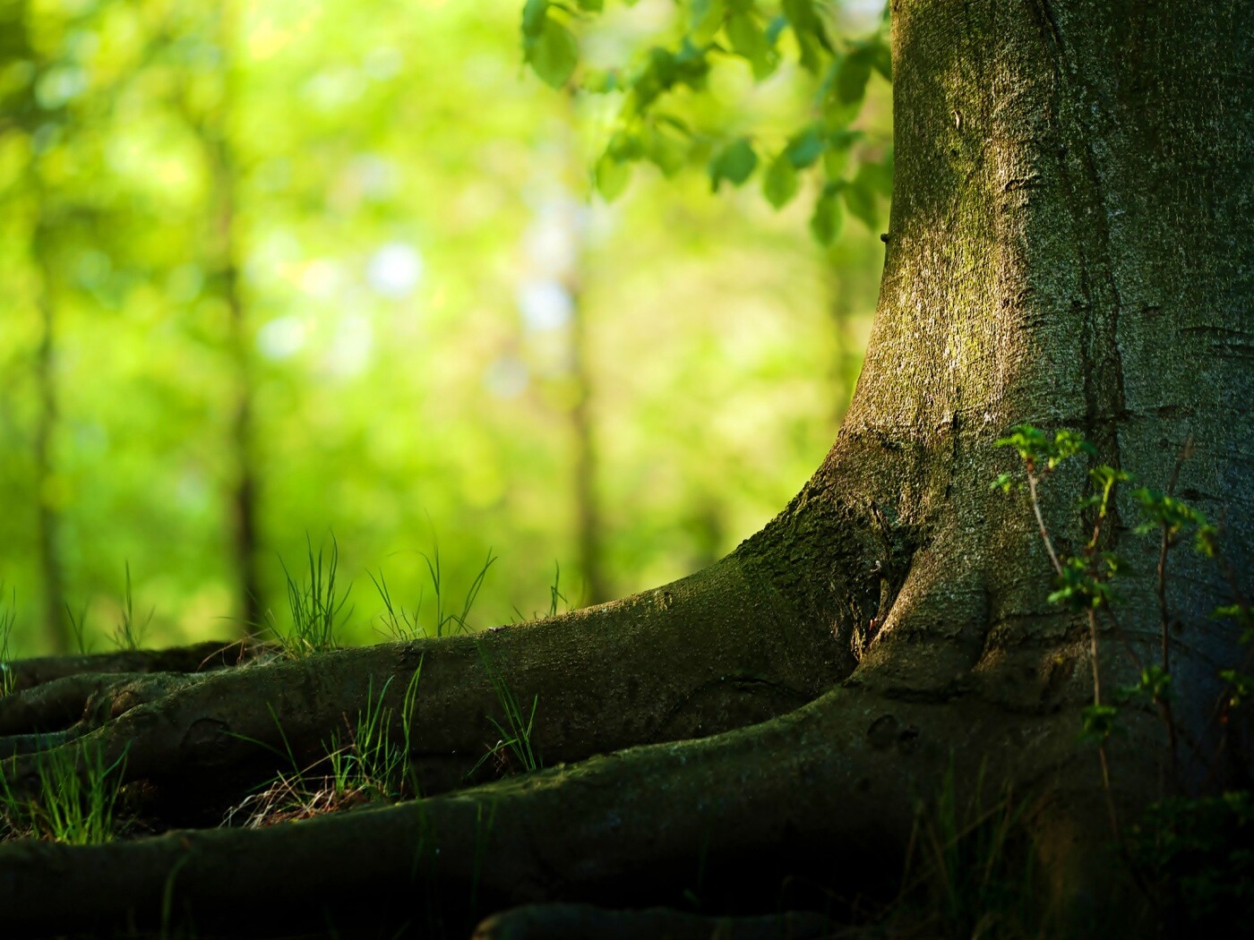 Корни дерева обои