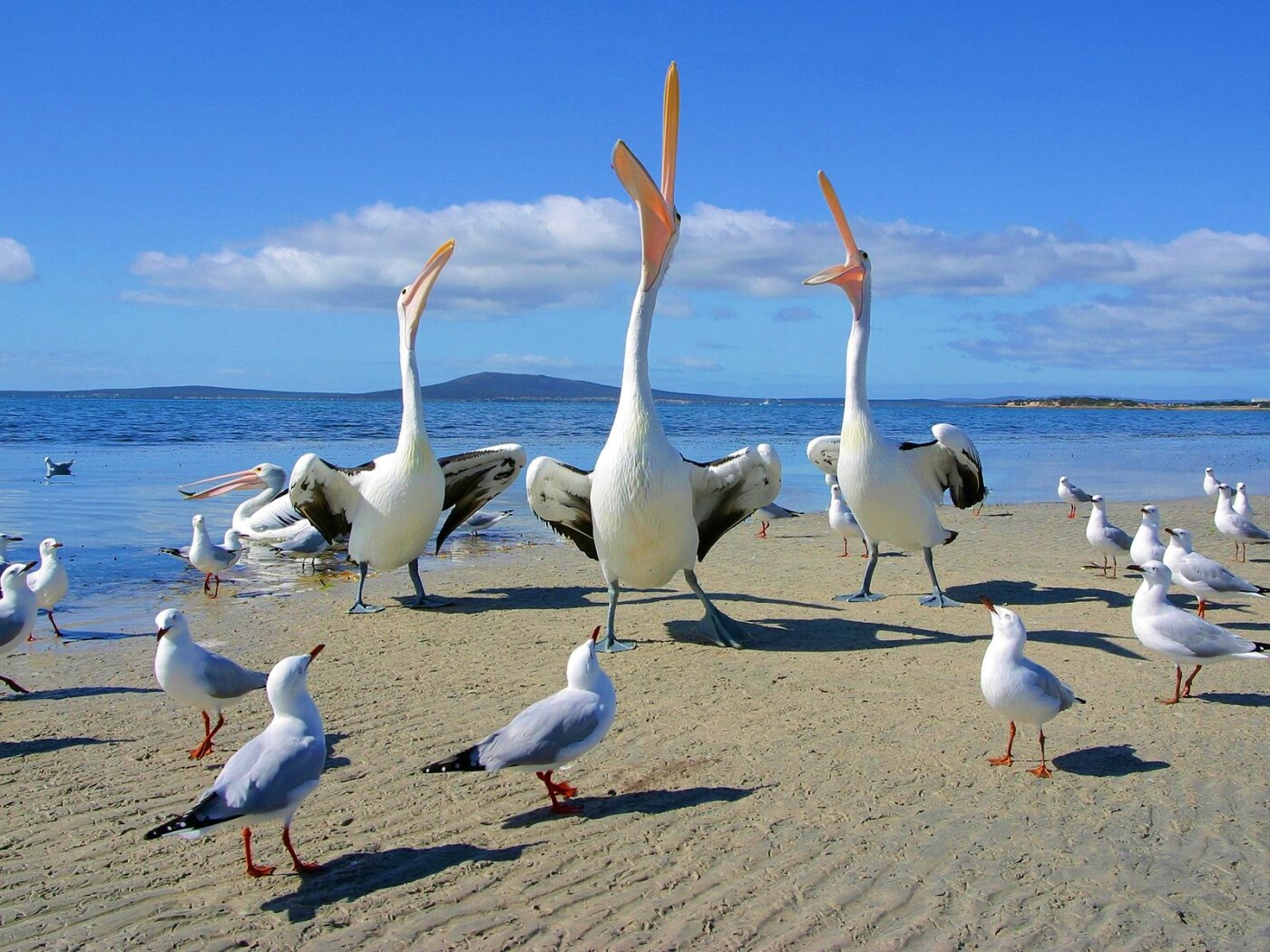 Пеликаны и чайки обои