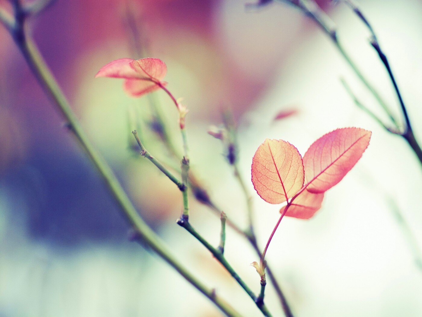 Красные листики обои