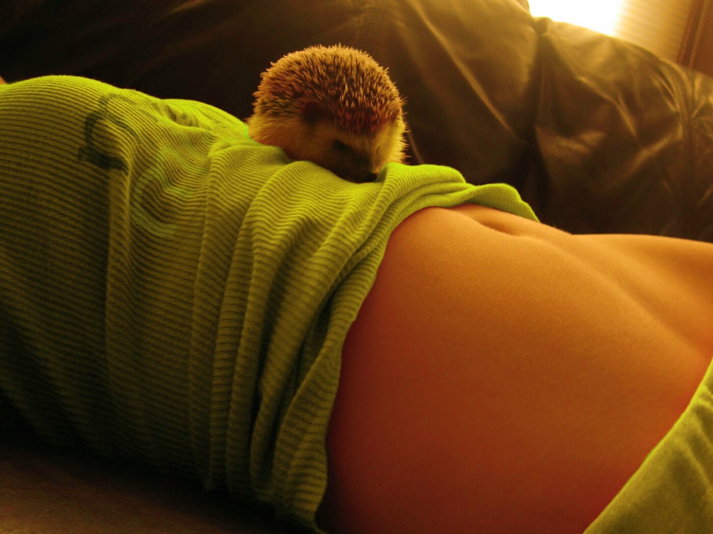 Девушка и ёжик обои
