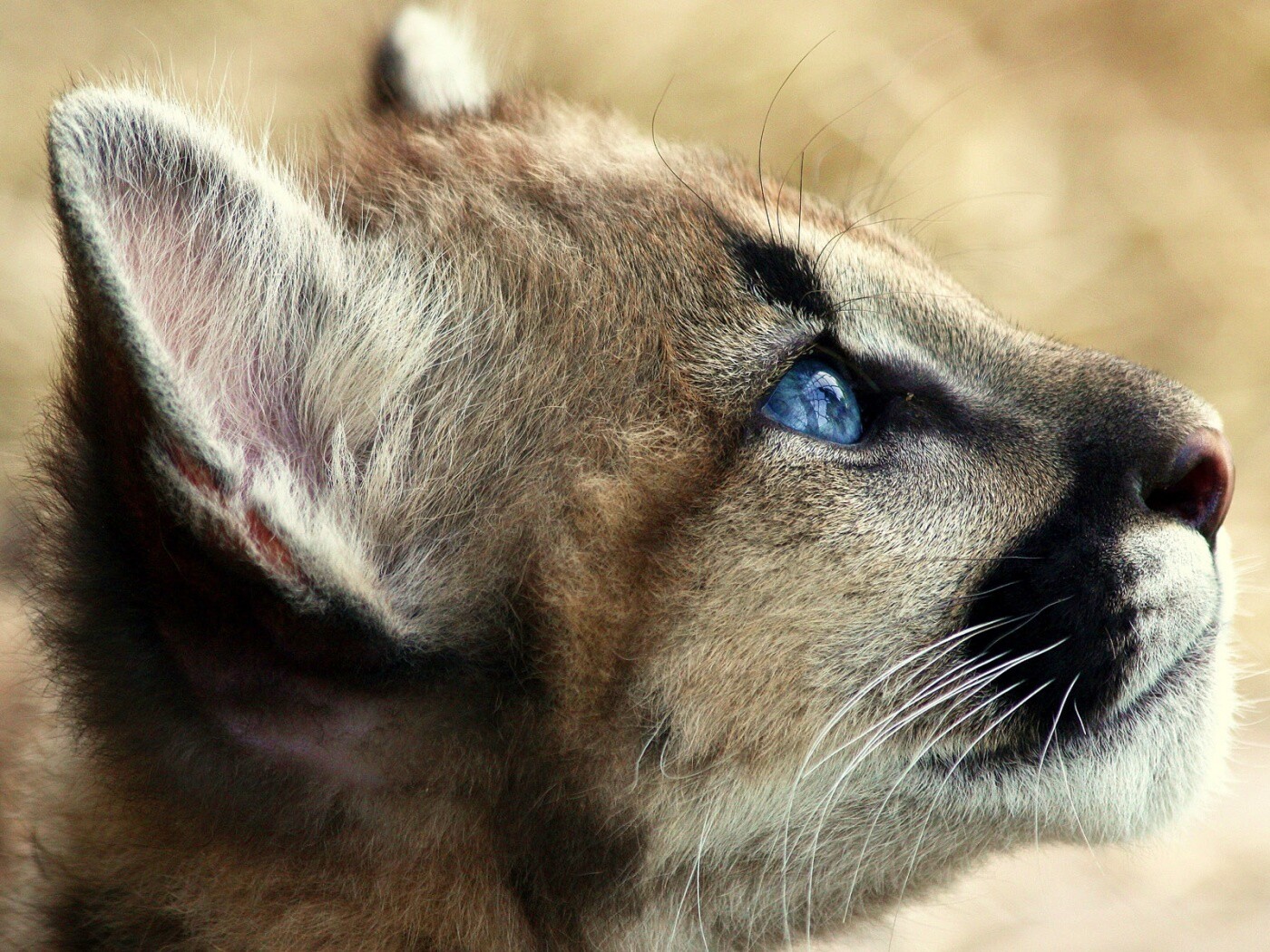 Оцелот смотрит вдаль обои