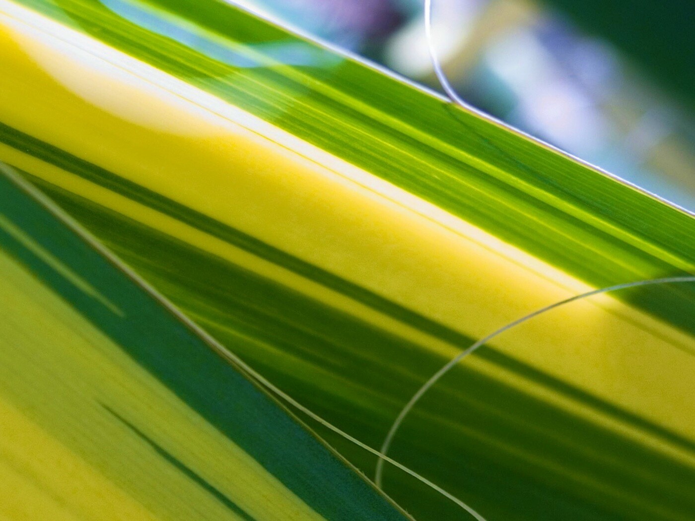 Желто-зеленые травинки обои