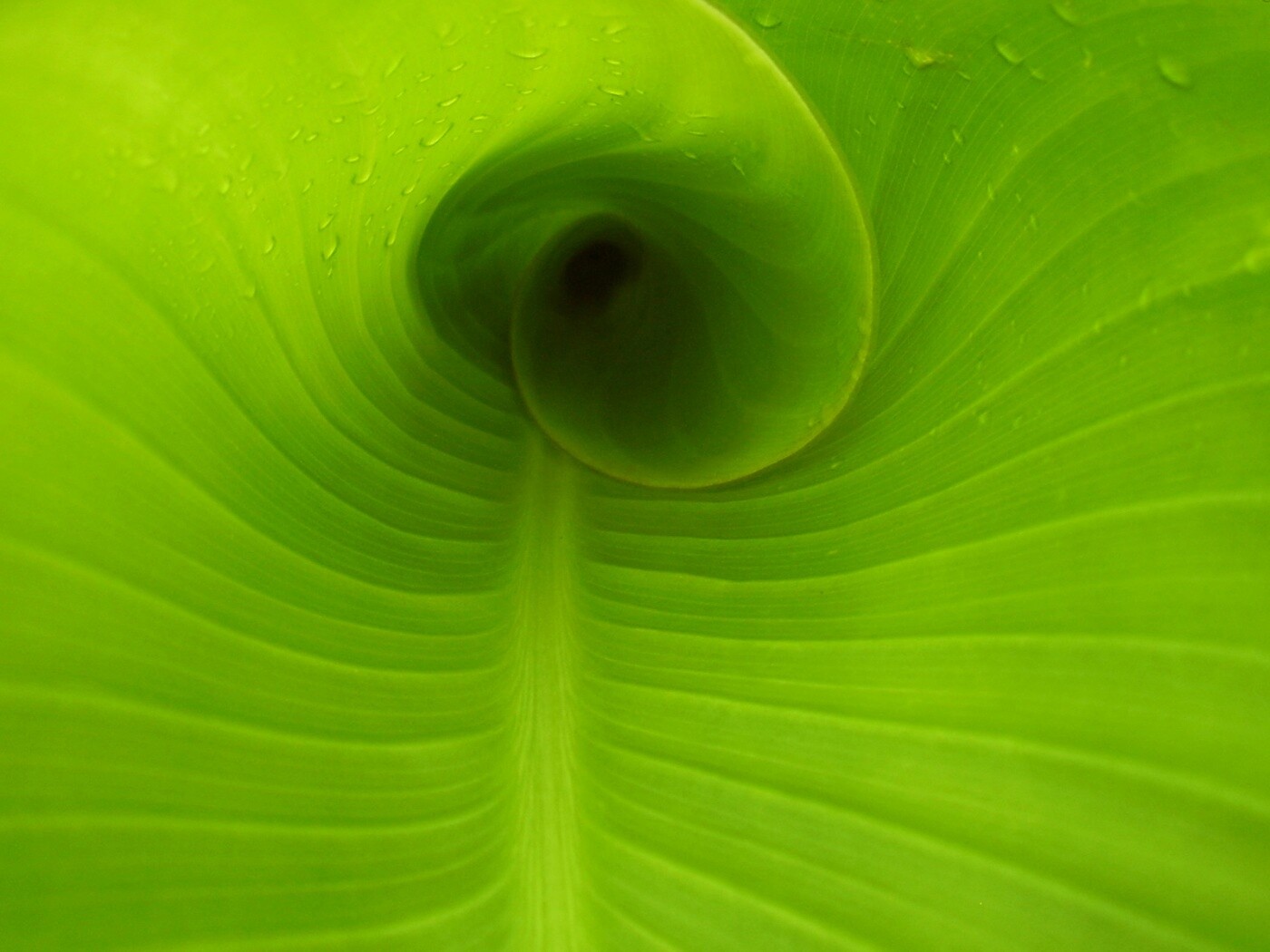 Свернутый в трубочку лист обои