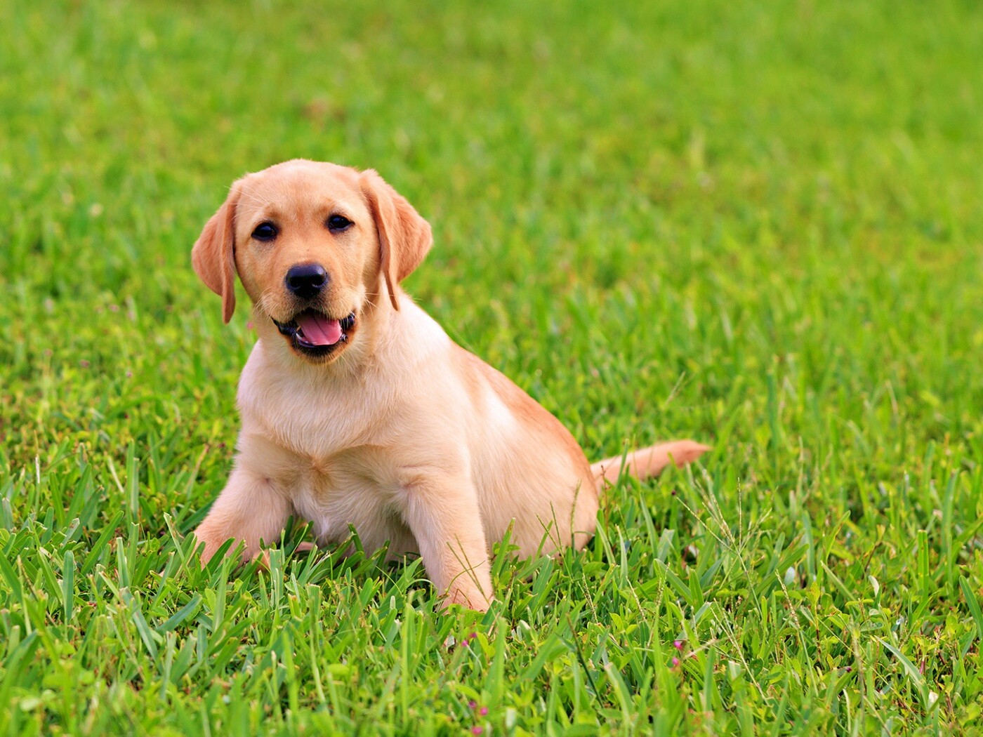 Щенок лабрадора в траве обои
