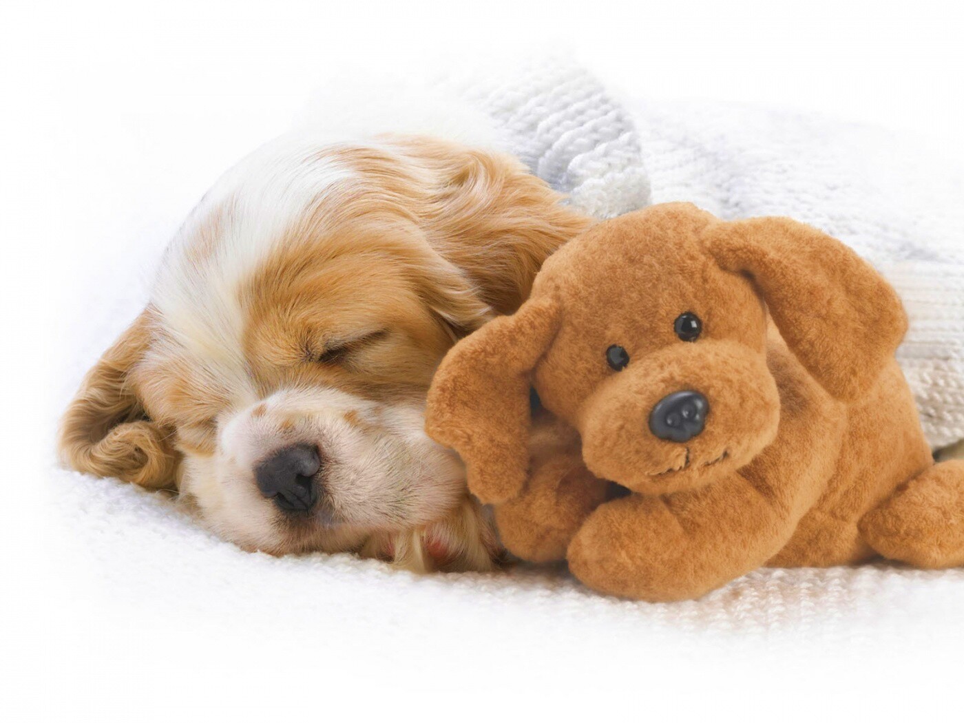 Собака спит с игрушкой обои