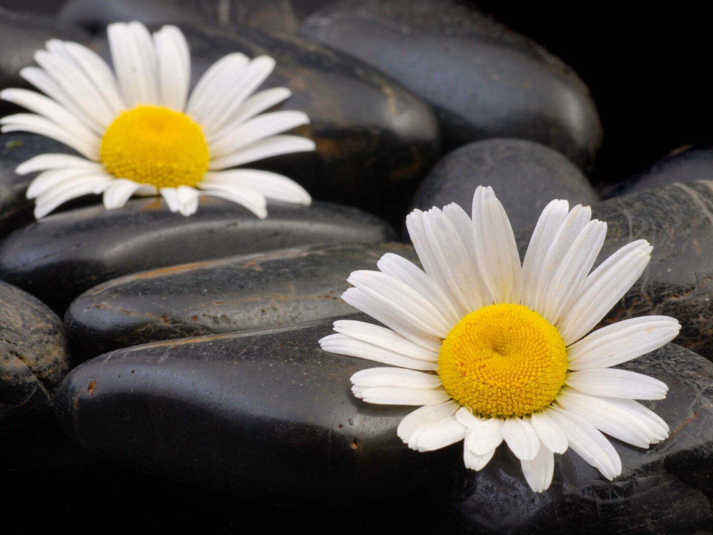 Ромашка среди гальки обои