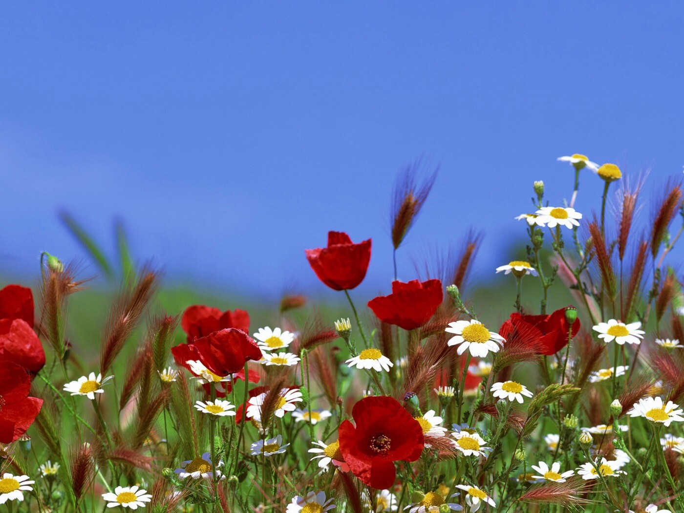 Цветы в поле обои