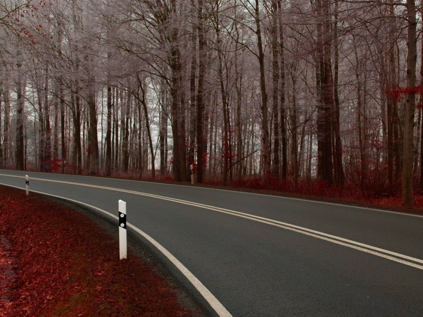 Дорога в осеннем лесу обои