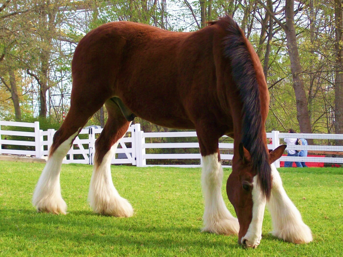 Лошадь с лохматыми ногами обои