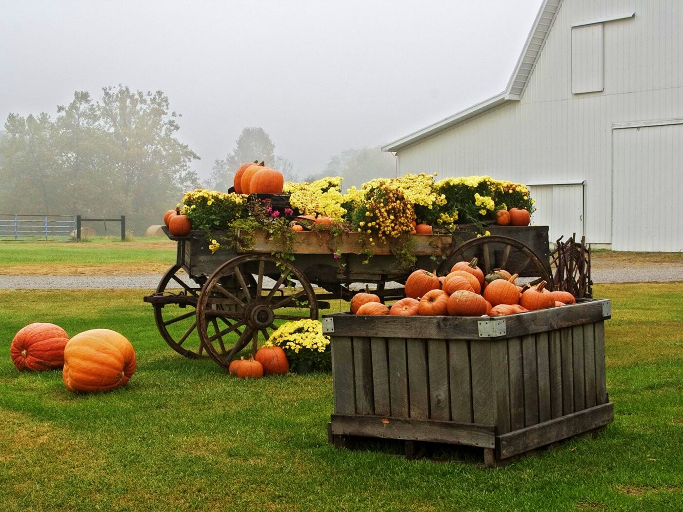 Урожай тыков обои