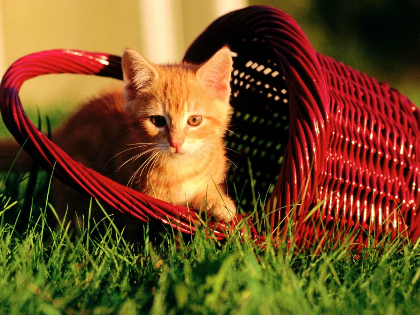 Рыжий котенок в корзине обои