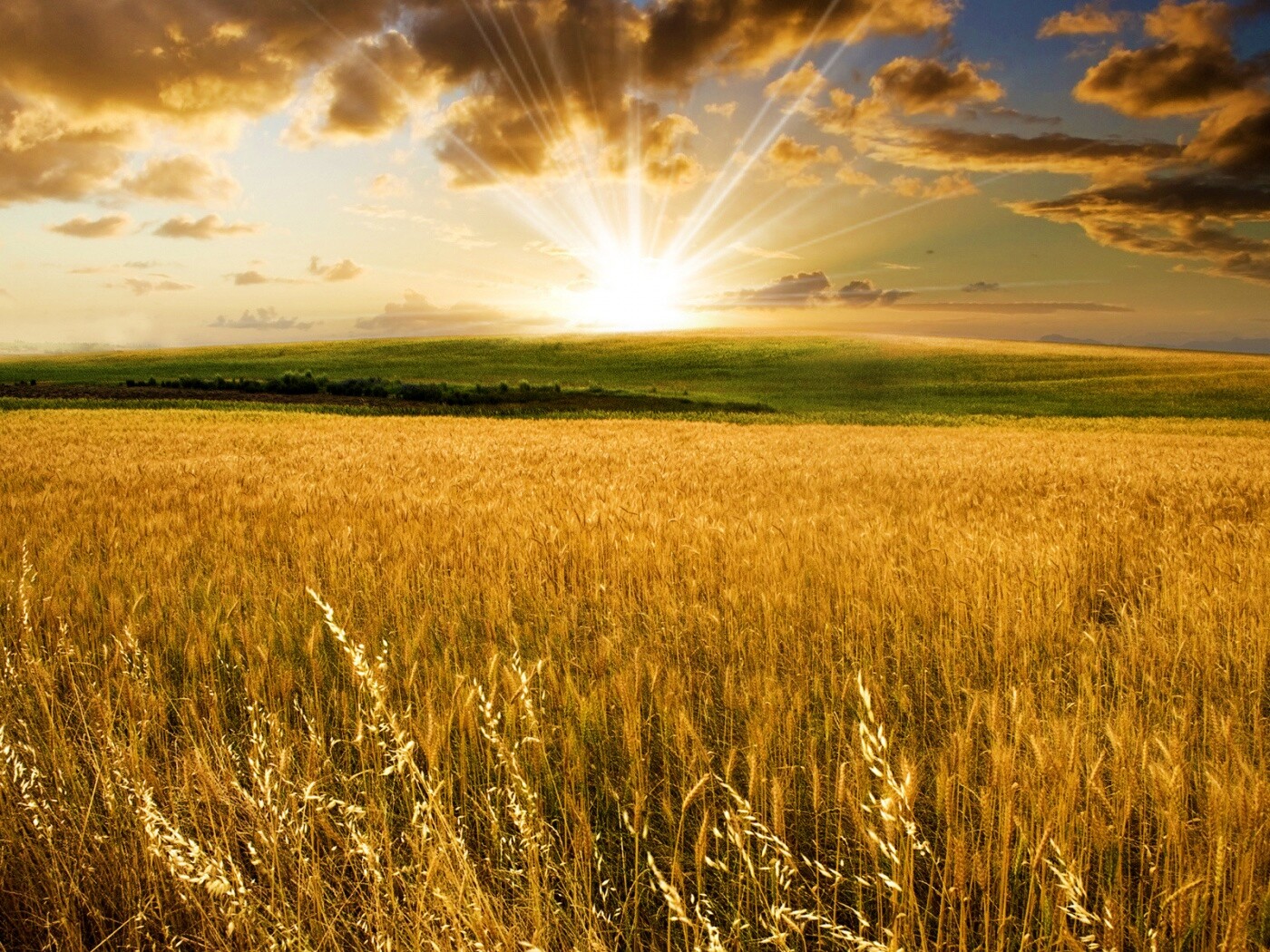 Восход над пшеничным полем обои