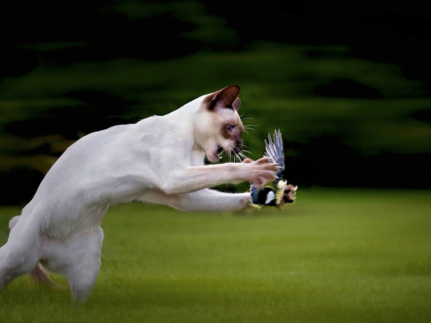 Кошка ловит птичку обои