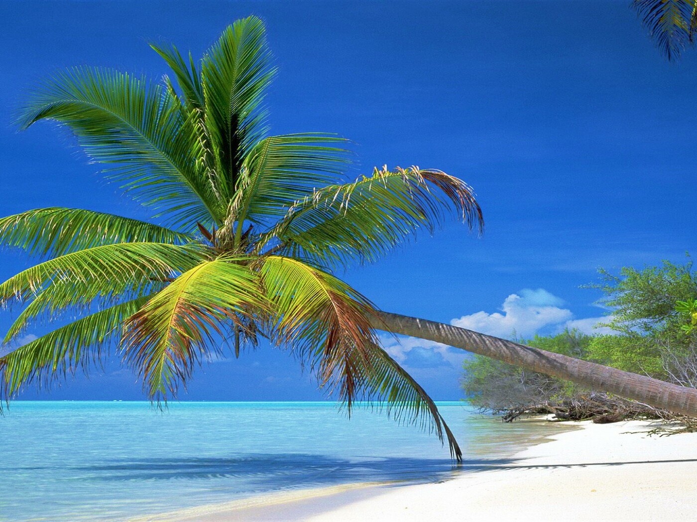 Пальма над водой обои