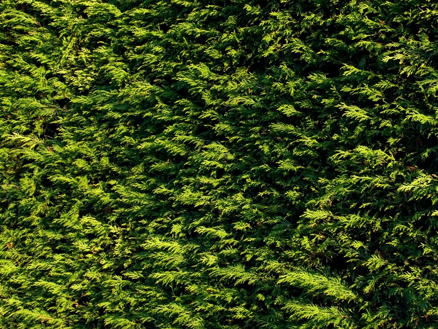 Густые хвойные заросли обои