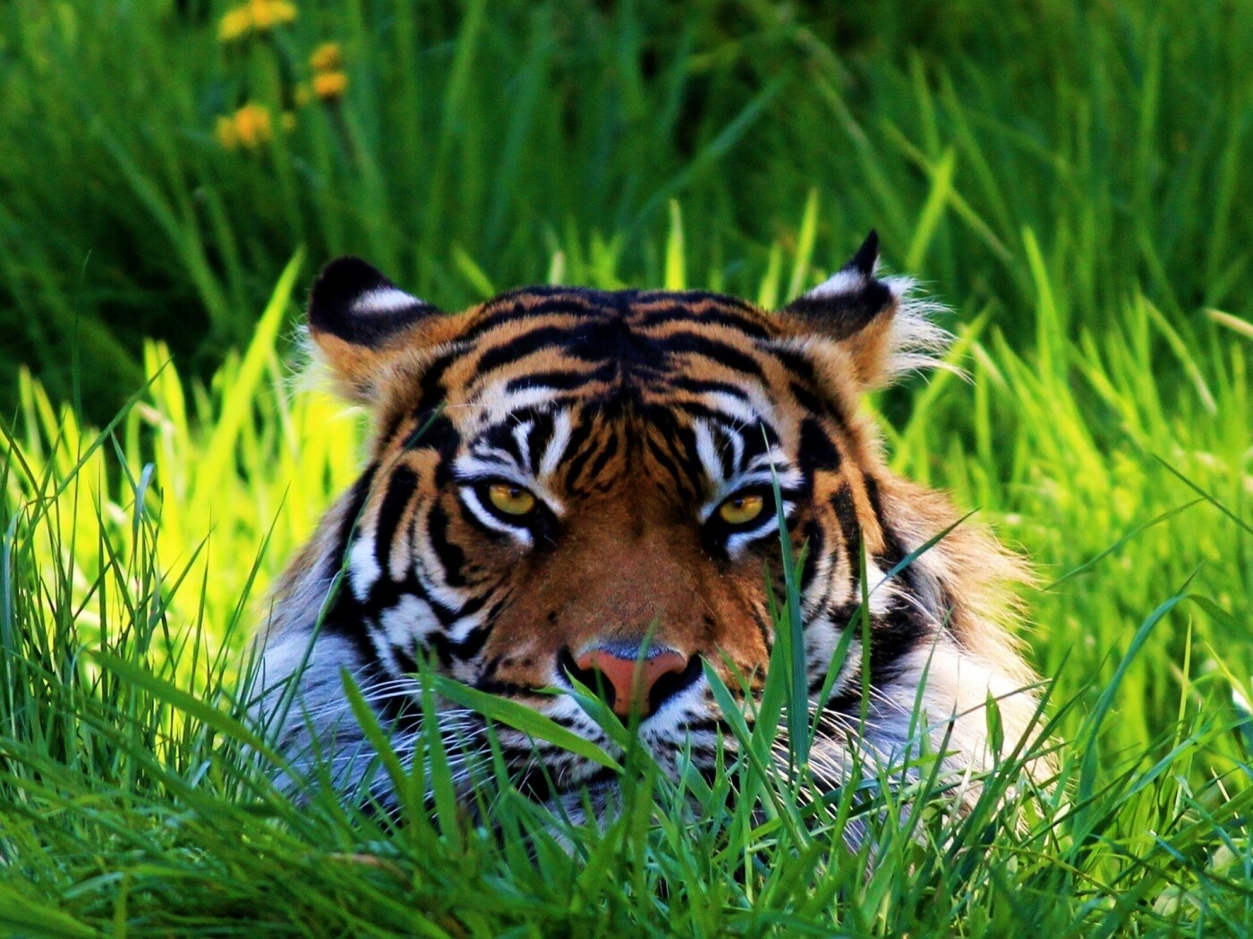 Морда тигра в траве обои
