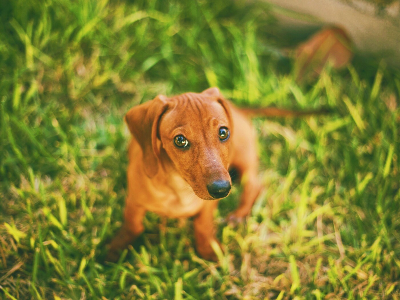 Маленькая милая такса обои