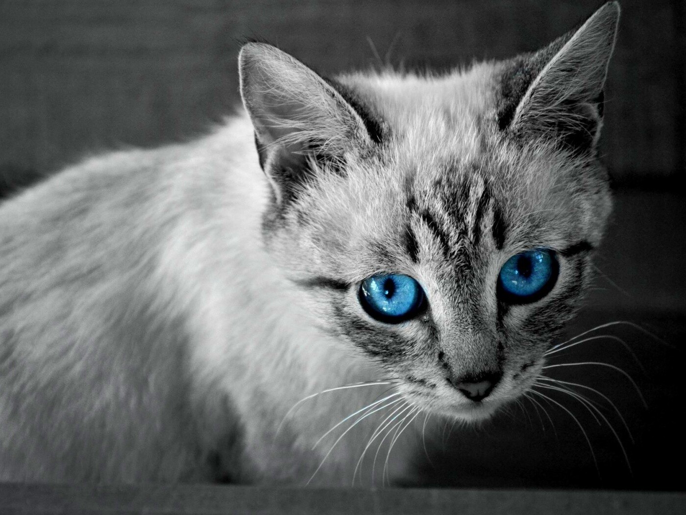 Котенок с синими глазами обои