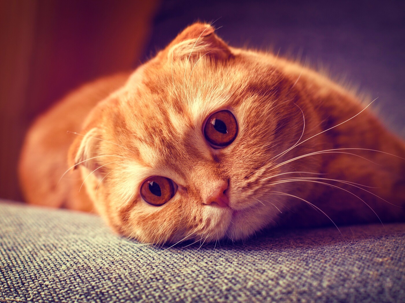 Скоттиш фолд рыжий обои