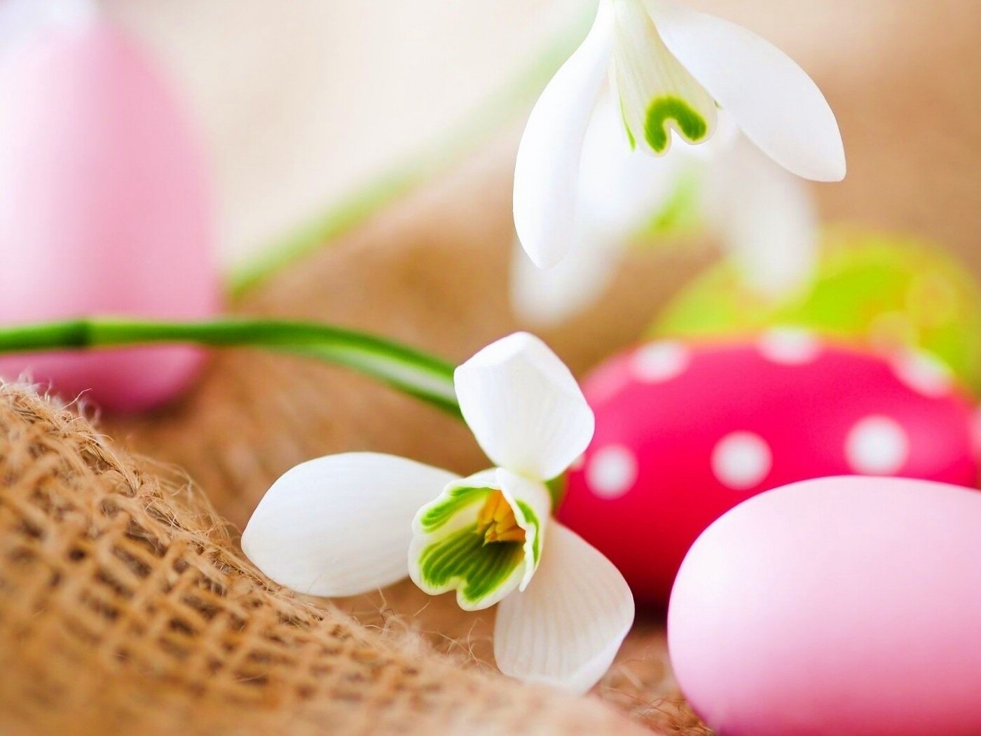 Белый цветок и яйца обои