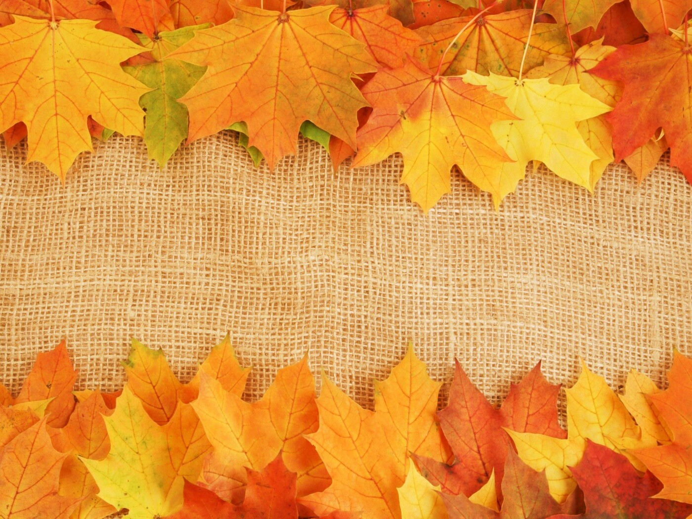 Желтые кленовые листья на холсте обои