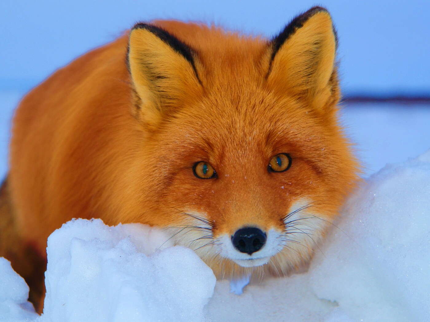 Рыжая лиса в снегу обои