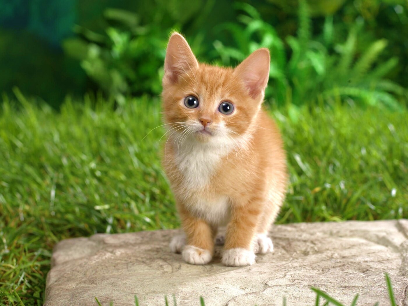 Котенок в саду обои