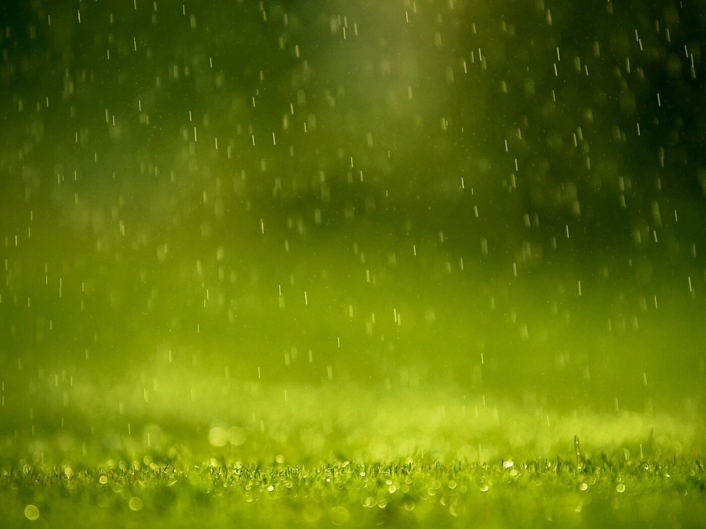 Трава под дождем обои
