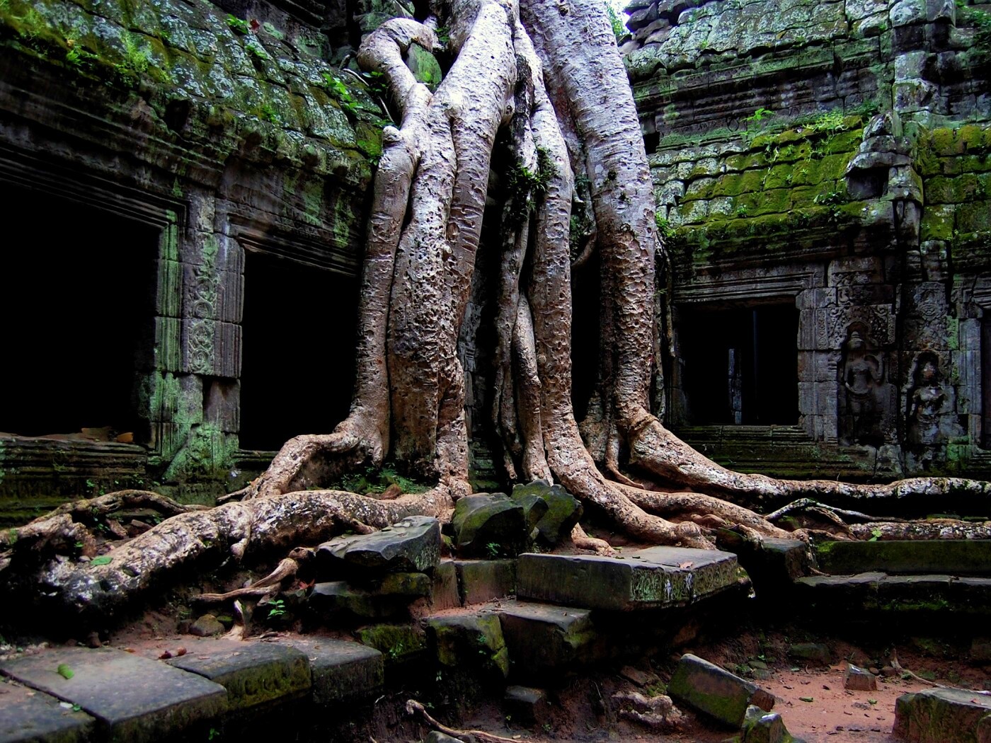 Мощные корни обои