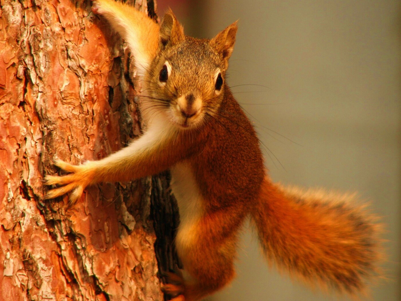 Белка на дереве обои