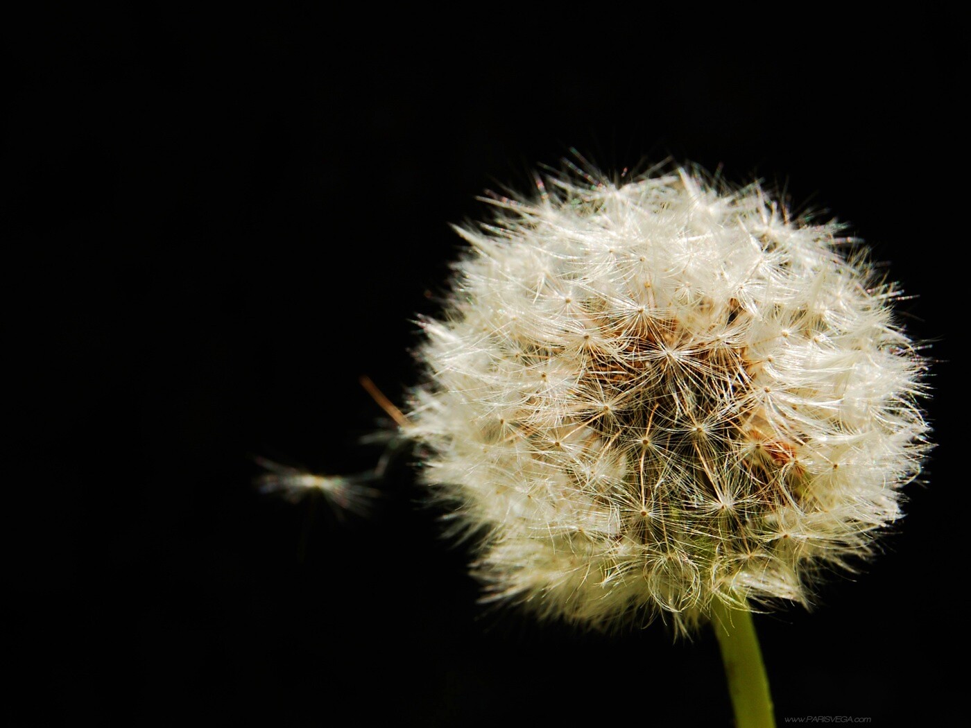 Одуванчик обои