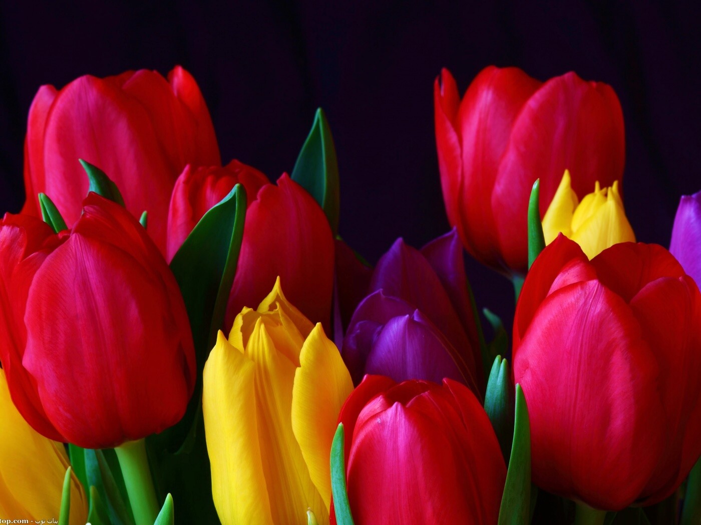 Тюльпаны обои