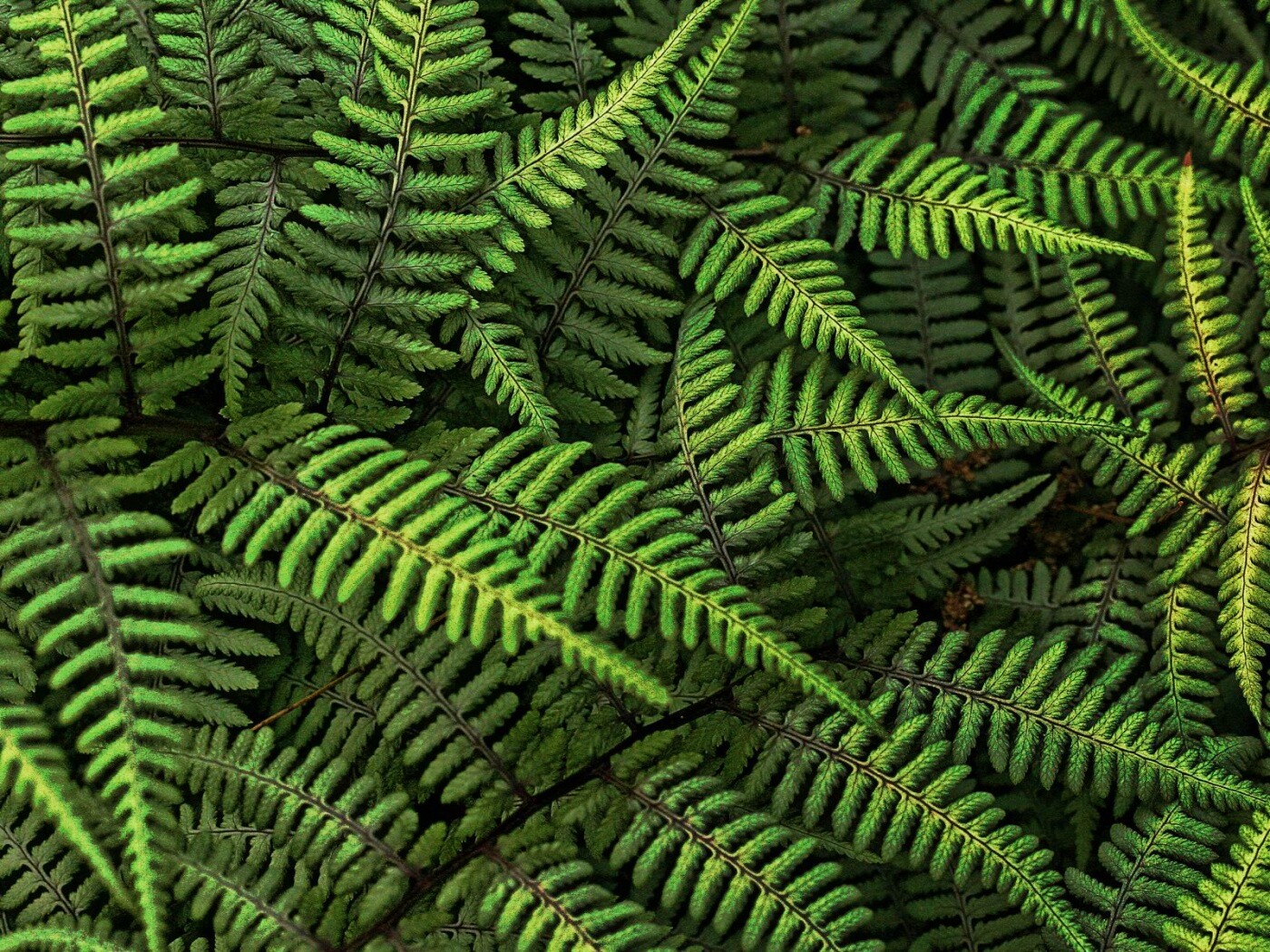 Папоротник обои