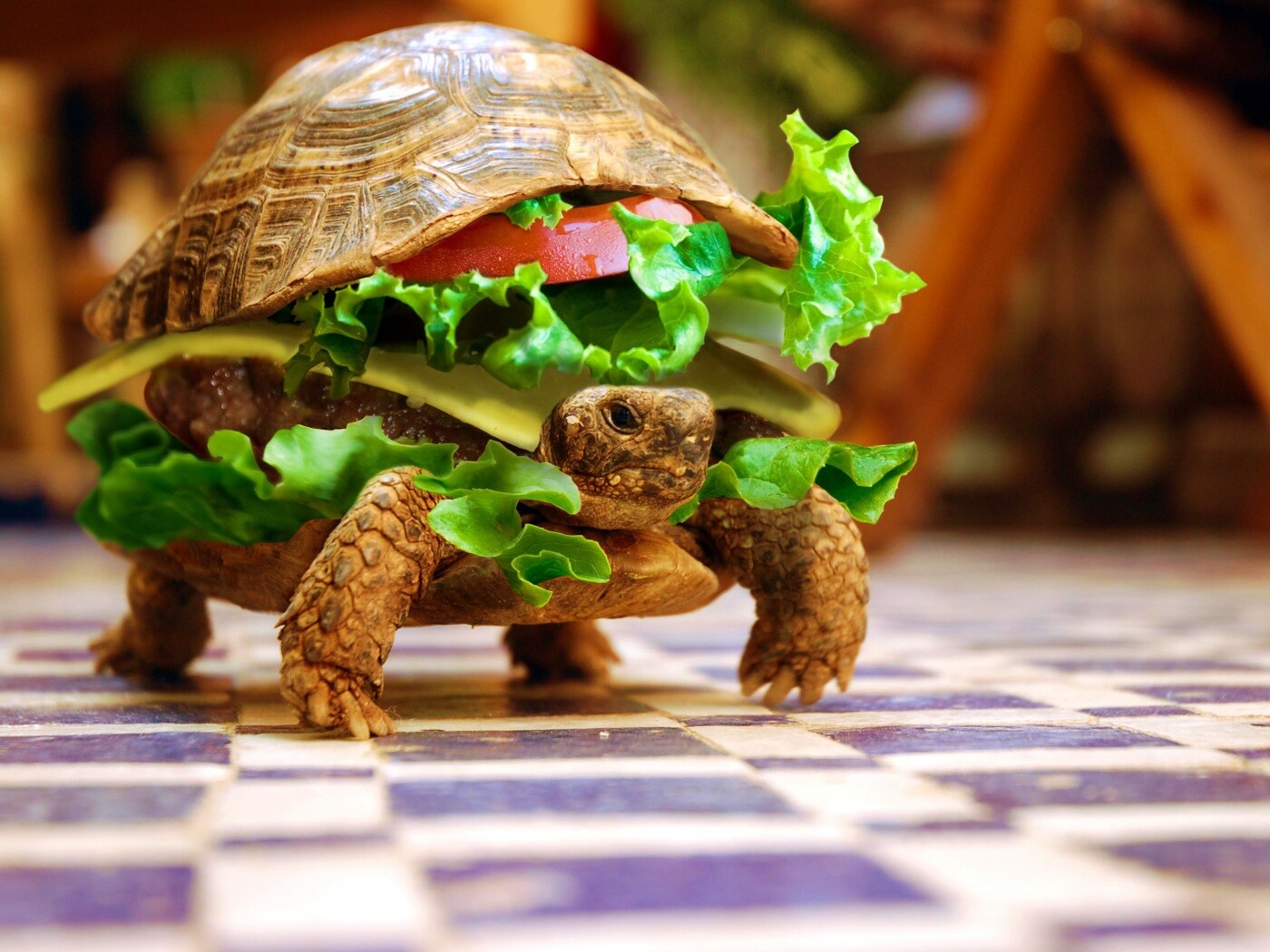 Черепахбургер обои
