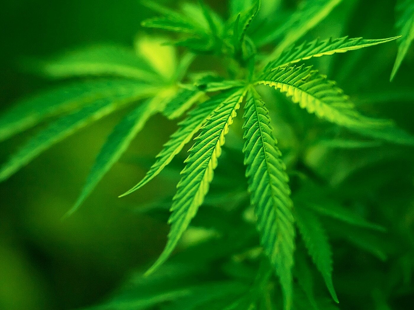 Марихуана обои