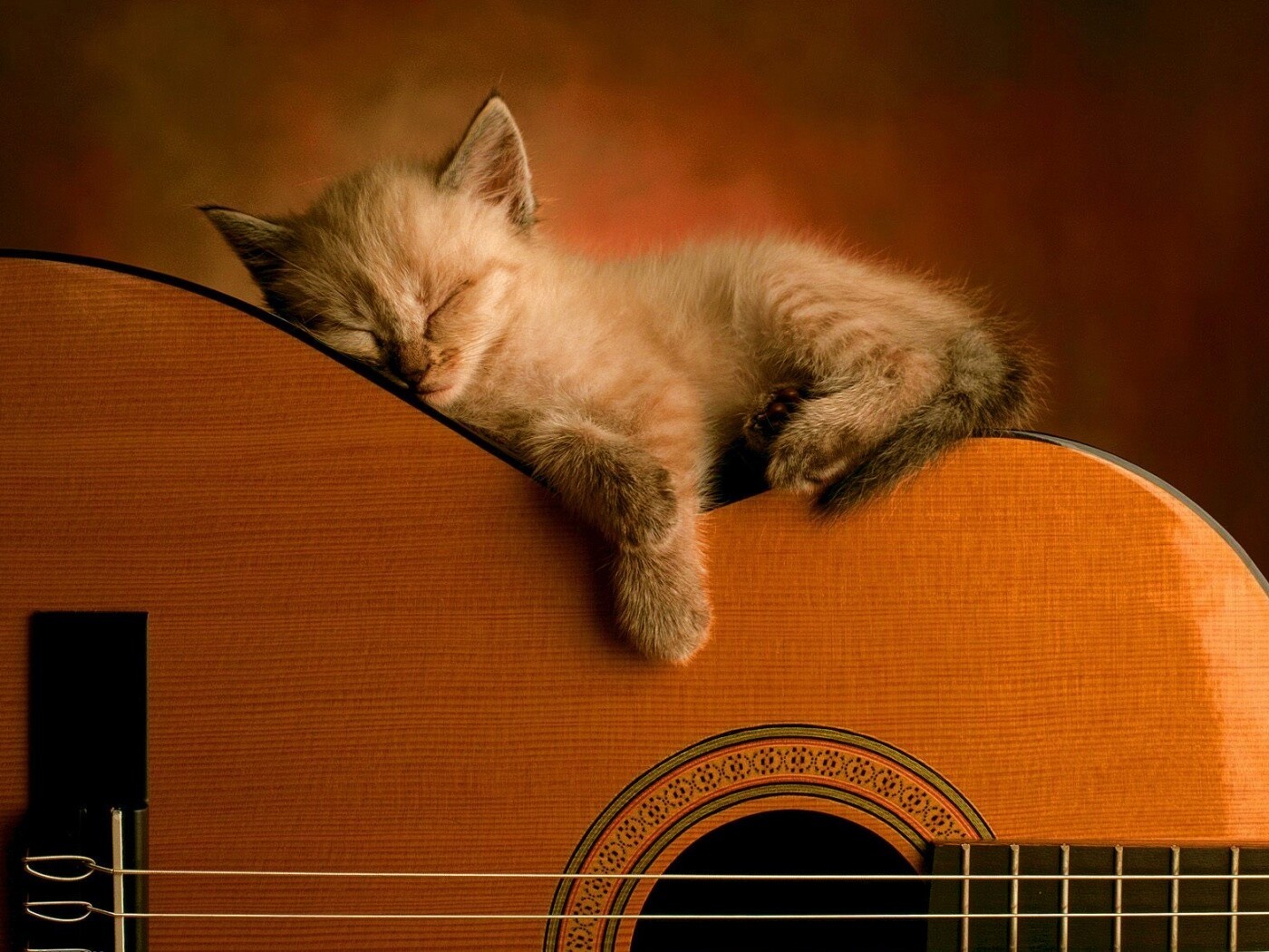 Котенок на гитаре обои