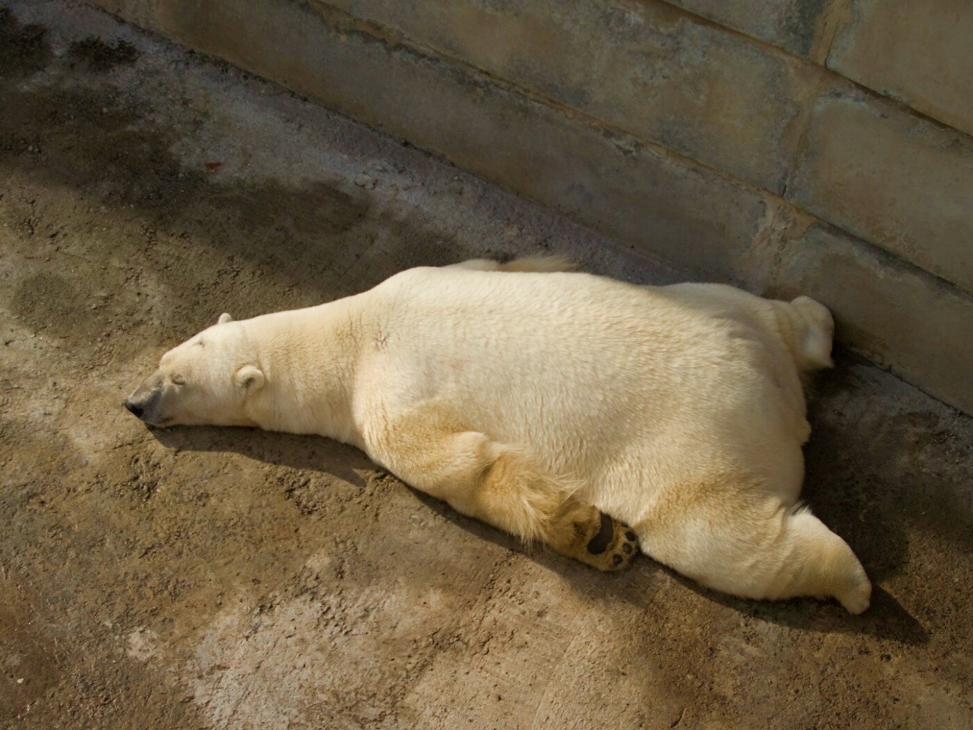 Мы можем их спасти обои