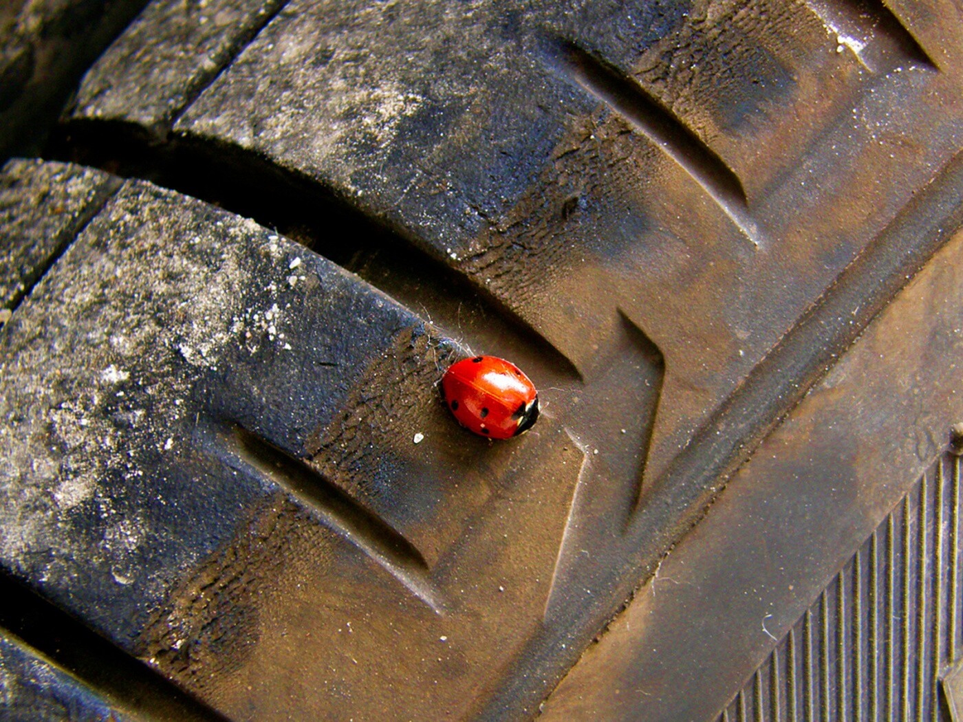 Божья коровка на автомобильной покрышке обои