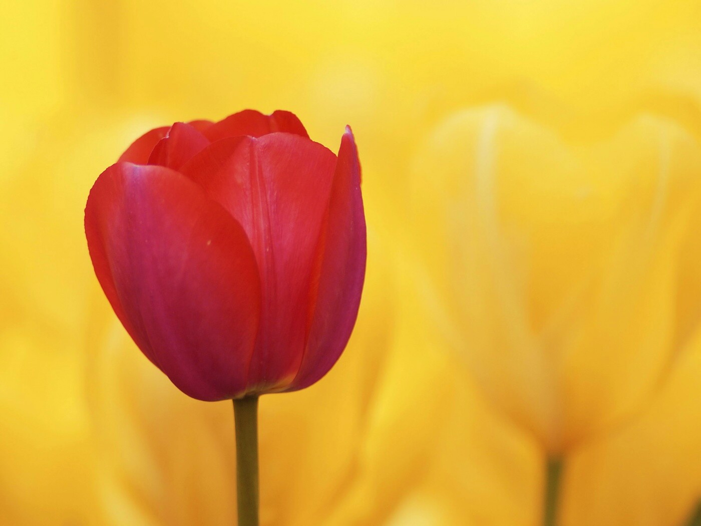 Красный тюльпан обои