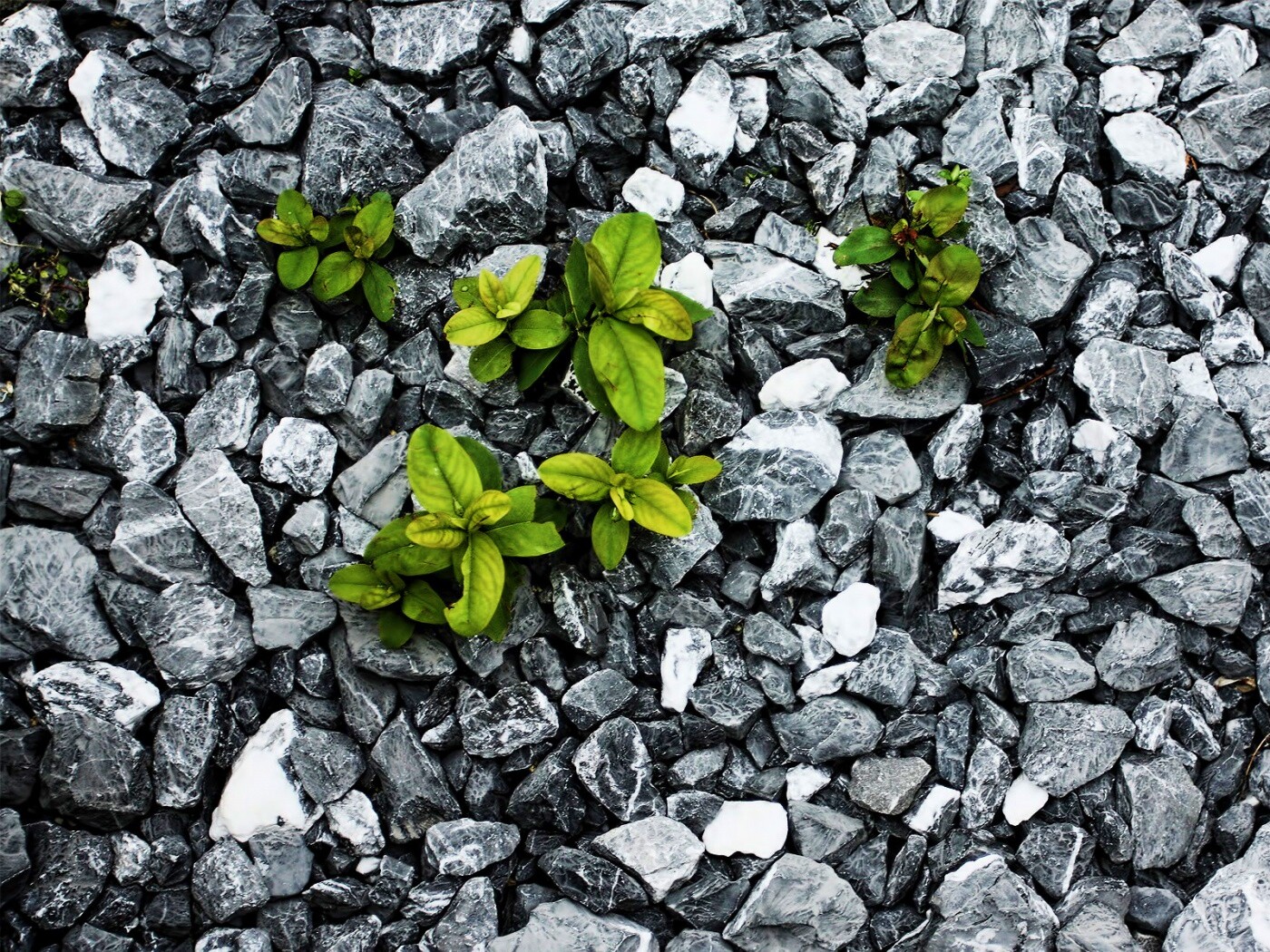 Цветы среди камней обои