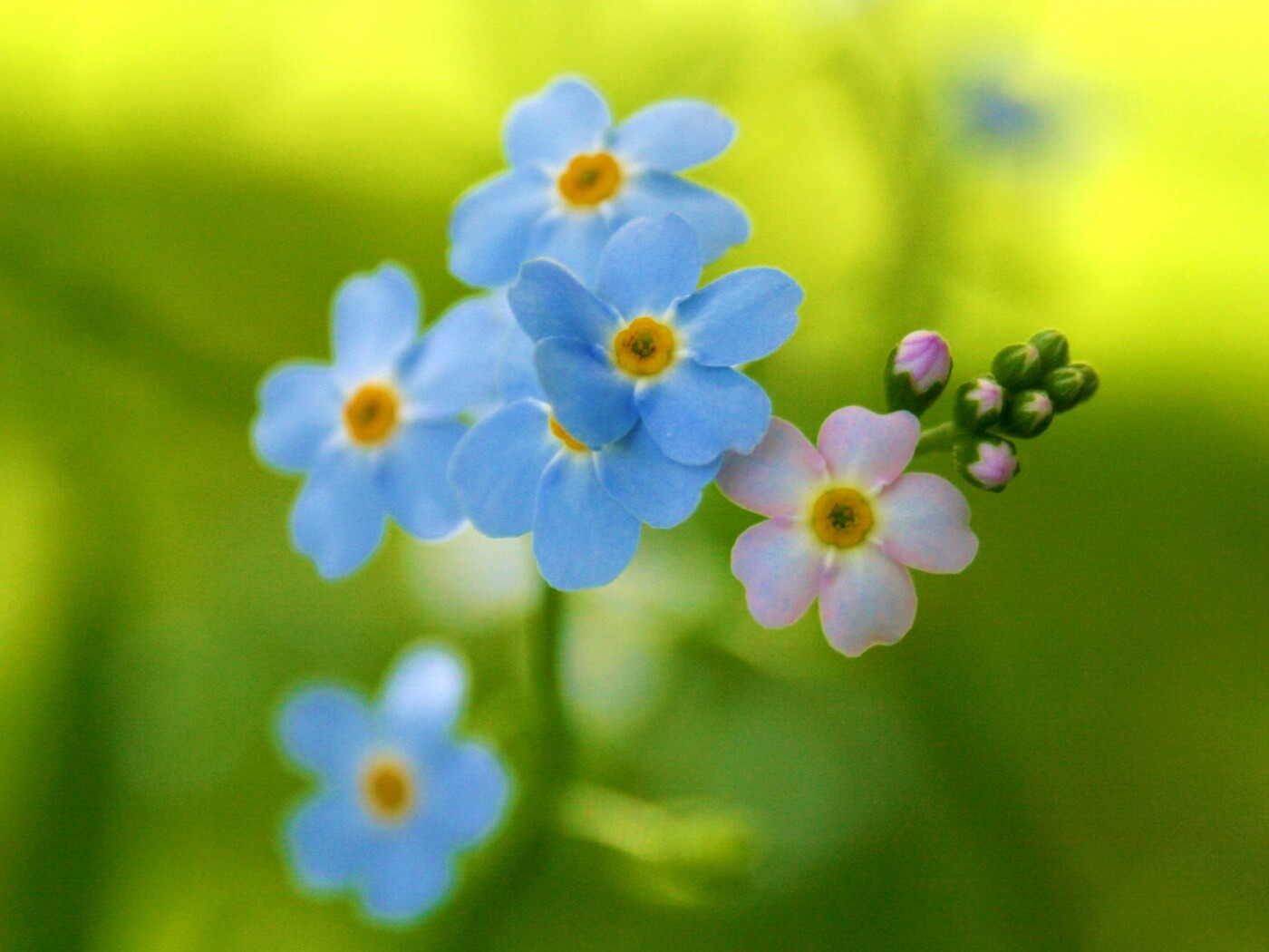 Обои цветов обои