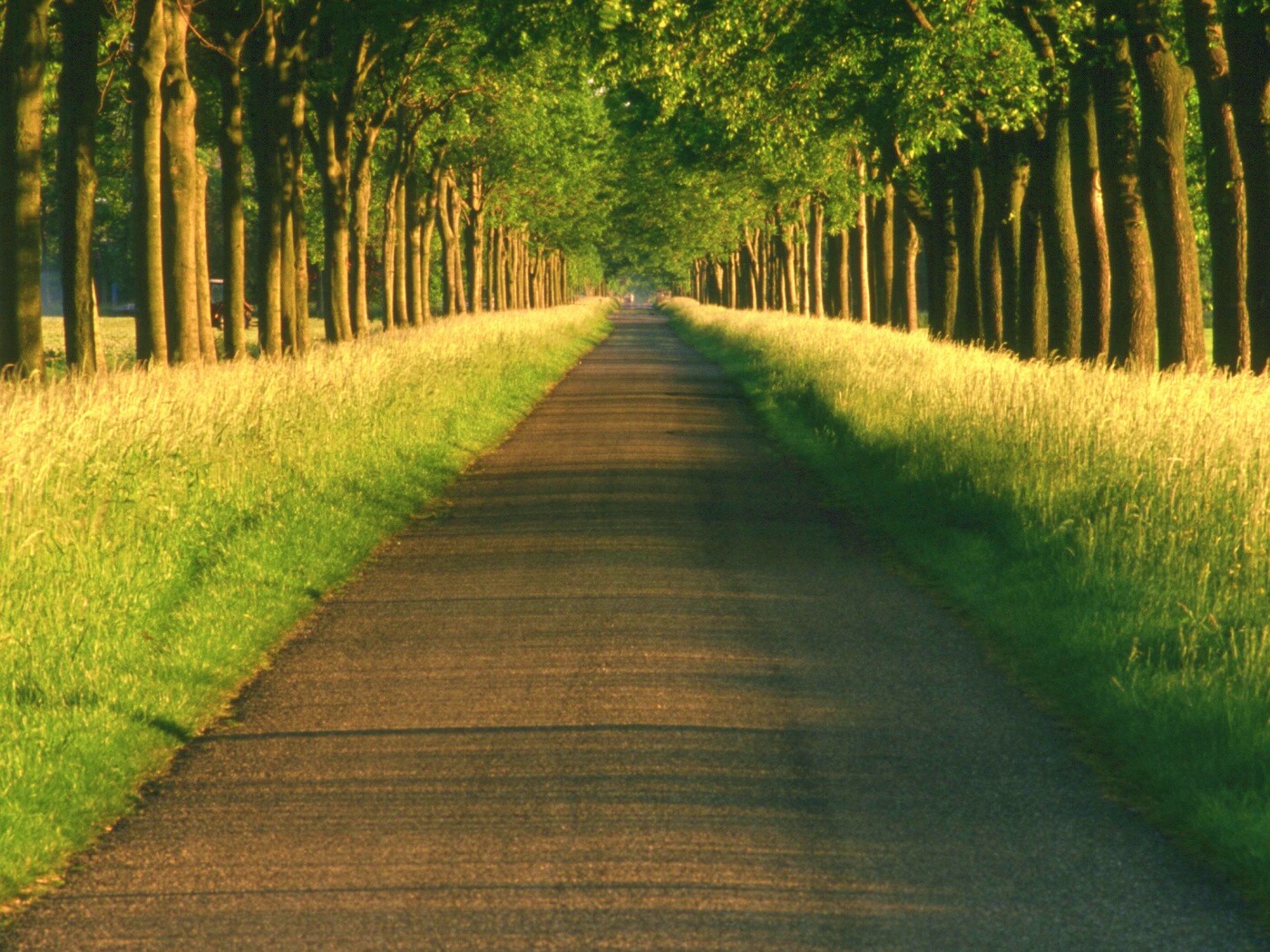 Живописная аллея обои