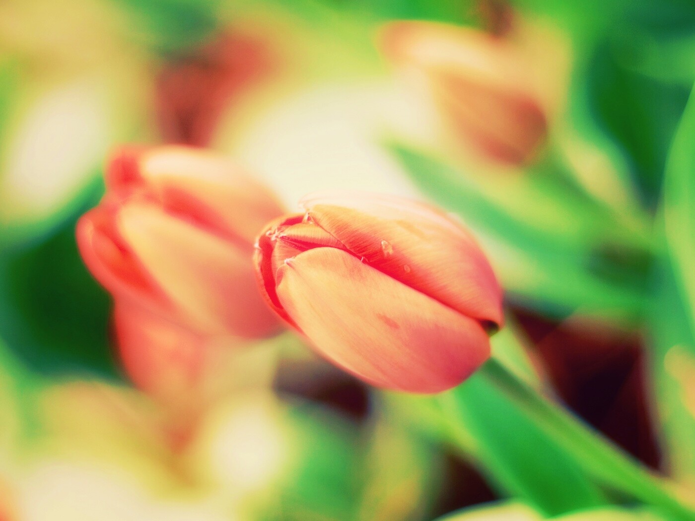 Красивый тюльпан обои