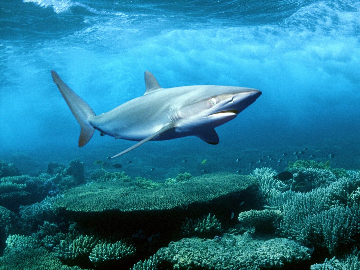 Акула в море обои